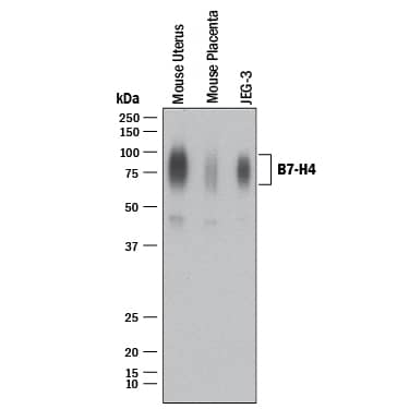 Western Blot B7-H4 Antibody (2319B) [Unconjugated]