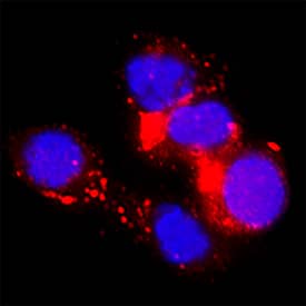 Immunocytochemistry B7-H4 Antibody (2582H) [Unconjugated]