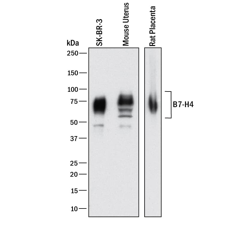Western Blot B7-H4 Antibody (2582H) [Unconjugated]
