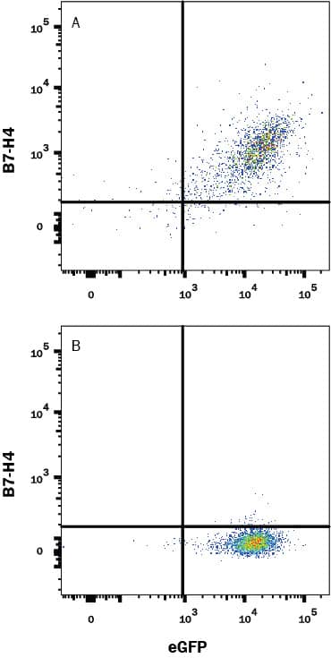 HEK293 human embryonic kidney cell line transfected with either (A) mouse B7-H4 or (B) irrelevant protein and eGFP was stained with Rat Anti-Human/Mouse B7-H4 Monoclonal Antibody (Catalog # MAB2154) followed by APC-conjugated Goat anti-Rat IgG Secondary Antibody (Catalog # F0113). Quadrant markers were set based on Rat IgG2b control antibody staining (Catalog # MAB0061). View our protocol for Staining Membrane-associated Proteins.
