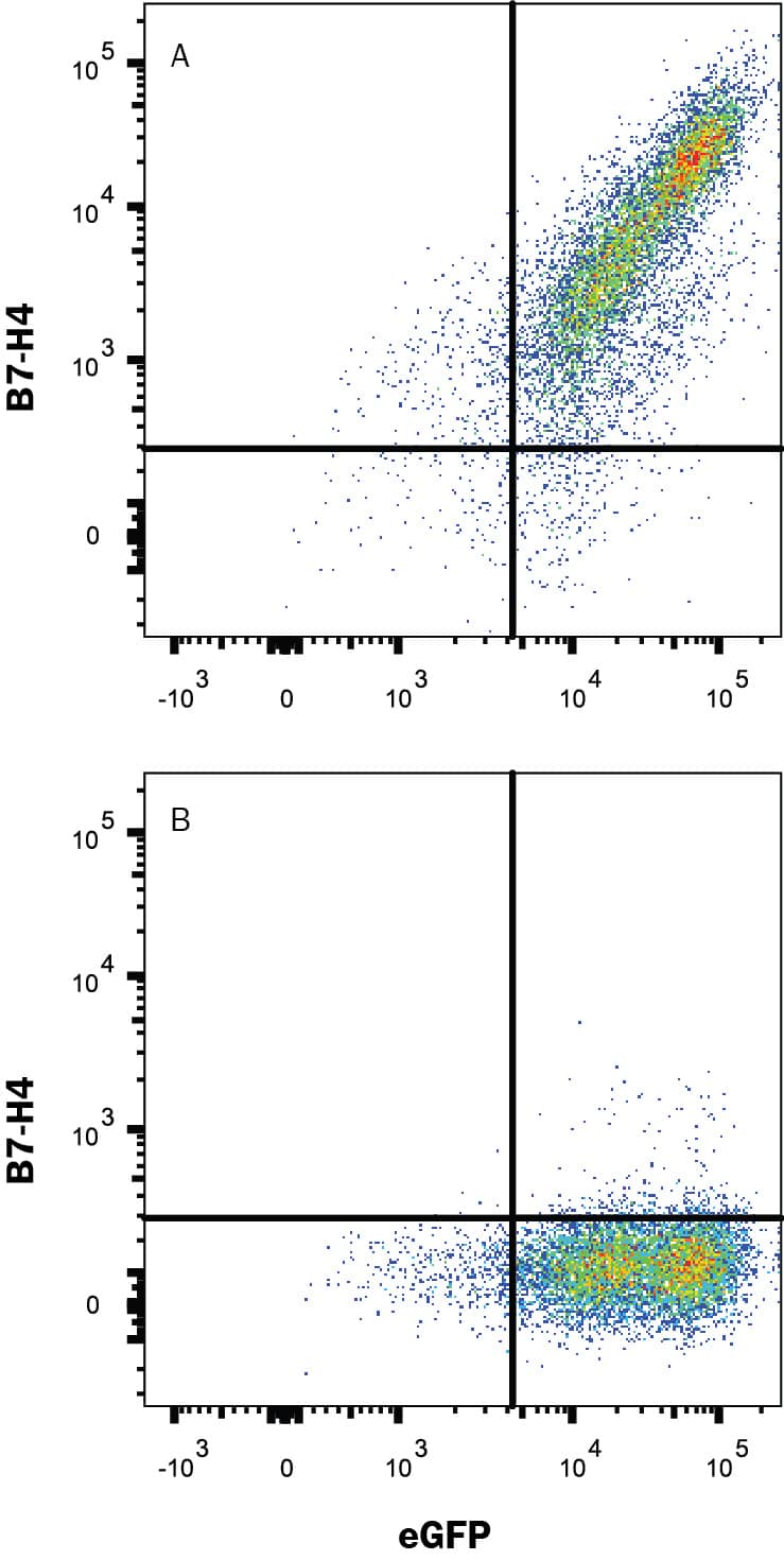 HEK293 human embryonic kidney cell line transfected with either (A) human B7-H4 or (B) irrelevant transfectants and eGFP were stained with Mouse Anti-Human B7-H4 Monoclonal Antibody (Catalog # MAB65761R) followed by Allophycocyanin-conjugated Anti-Mouse IgG Secondary Antibody (Catalog # F0101B).View our protocol for Staining Membrane-associated Proteins.