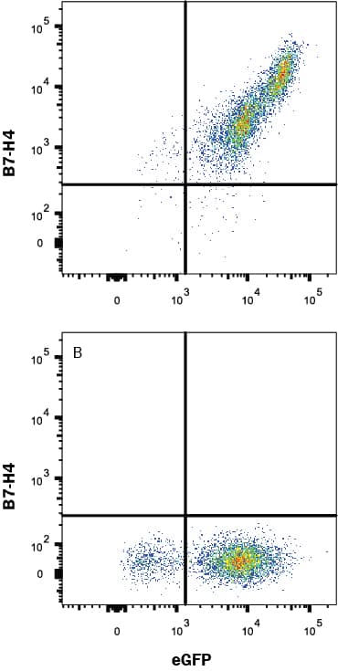 HEK293 human embryonic kidney cell line transfected with either (A) human B7-H4 or (B) irrelevant transfectants and eGFP were stained with Mouse Anti-Human B7-H4 Monoclonal Antibody (Catalog # MAB65761) followed by Allophycocyanin-conjugated Anti-Mouse IgG Secondary Antibody (Catalog # F0101B). View our protocol for Staining Membrane-associated Proteins.