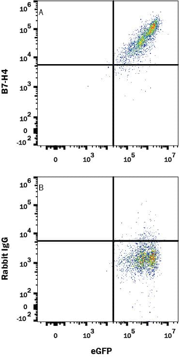 HEK293 human embryonic kidney cell line transfected with human B7-H4 and eGFP was stained with either (A) Rabbit Anti-Human B7-H4 Monoclonal Antibody (Catalog # MAB65764) or (B) Rabbit IgG control antibody (Catalog # MAB1050) followed by APC-conjugated Goat anti-Rabbit IgG Secondary Antibody (Catalog # F0111). View our protocol for Staining Membrane-associated Proteins.