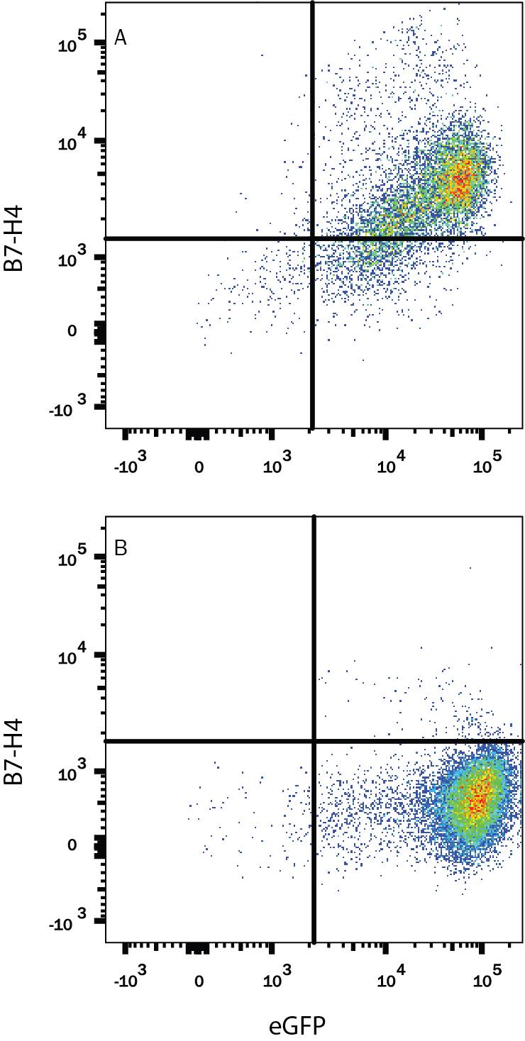 HEK293 human embryonic kidney cell line transfected with either (A) human B7-H4 or (B) irrelevant transfectants and eGFP were stained with Mouse Anti-Human B7-H4 Monoclonal Antibody (Catalog # MAB6576) followed by Allophycocyanin-conjugated Anti-Mouse IgG Secondary Antibody (Catalog # F0101B).