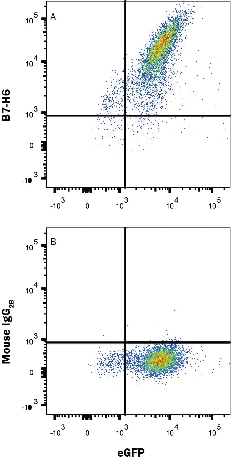 HEK293 human embryonic kidney cell line transfected with Human B7-H6 and eGFP was stained with (A) Mouse Anti-Human/Cynomolgus Monkey B7-H6 Monoclonal Antibody (Catalog # MAB10162) or (B) Mouse IgG2B isotype control antibody (Catalog # MAB0041) followed by Allophycocyanin-conjugated Anti-Mouse IgG Secondary Antibody (Catalog # F0101B). View our protocol for Staining Membrane-associated Proteins.