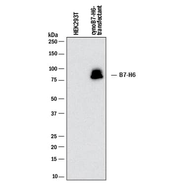 Western blot shows lysates of HEK293T human embryonic kidney cell line mock transfected or transfected with cynomologus monkey B7-H6. PVDF membrane was probed with 2 µg/mL of Mouse Anti-Human/Cynomolgus Monkey B7-H6 Monoclonal Antibody (Catalog # MAB10162) followed by HRP-conjugated Anti-Mouse IgG Secondary Antibody (Catalog # HAF018). A specific band was detected for B7-H6 at approximately 80 kDa (as indicated). This experiment was conducted under reducing conditions and using Immunoblot Buffer Group 1.