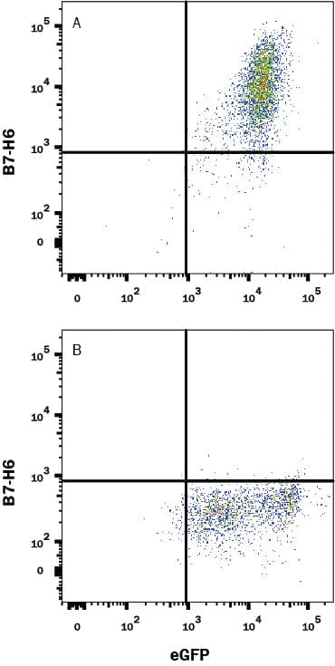 HEK293 human embryonic kidney cell line transfected with either (A) human B7-H6 or (B) irrelevant transfectants and eGFP were stained with Mouse Anti-Human B7-H6 Monoclonal Antibody (Catalog # MAB71442) followed by Allophycocyanin-conjugated Anti-Mouse IgG Secondary Antibody (Catalog # F0101B). View our protocol for Staining Membrane-associated Proteins.