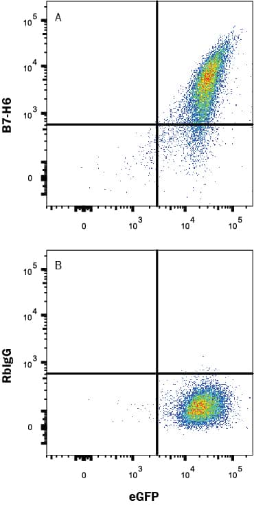 HEK293 human embryonic kidney cell line transfected with human B7-H6and eGFP was stained with either (A) Rabbit Anti-Human B7-H6 Monoclonal Antibody (Catalog # MAB71443) or (B) Rabbit IgG control antibody (Catalog # MAB1050) followed by APC-conjugated Goat anti-Rabbit IgG Secondary Antibody (Catalog # F0111). View our protocol for Staining Membrane-associated Proteins.
