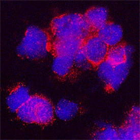 B7-H7/HHLA2 was detected in immersion fixed human monocytes using Goat Anti-Human B7-H7/HHLA2 Antigen Affinity-purified Polyclonal Antibody (Catalog # AF8084) at 15 µg/mL for 3 hours at room temperature. Cells were stained using the NorthernLights™ 557-conjugated Anti-Goat IgG Secondary Antibody (red; Catalog # NL001) and counterstained with DAPI (blue). Specific staining was localized to cytoplasm. View our protocol for Fluorescent ICC Staining of Non-adherent Cells.