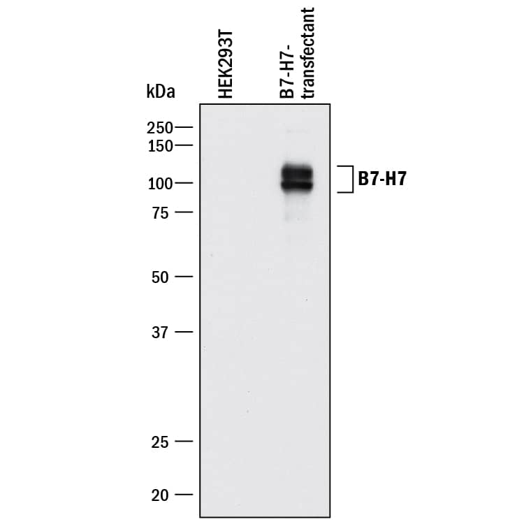 Western blot shows lysates of HEK293T human embryonic kidny cell line transfected with human B7-H7. PVDF membrane was probed with 1 µg/mL of Goat Anti-Human B7-H7/HHLA2 Antigen Affinity-purified Polyclonal Antibody (Catalog # AF8084) followed by HRP-conjugated Anti-Goat IgG Secondary Antibody (Catalog # HAF017). Specific bands were detected for B7-H7/HHLA2 at approximately 90-110 kDa (as indicated). This experiment was conducted under reducing conditions and using Immunoblot Buffer Group 1.