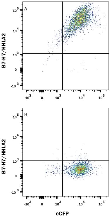 HEK293 human embryonic kidney cell line transfected with either (A) human B7-H7/HHLA2 or (B) irrelevant transfectants and eGFP was stained with Mouse Anti-Human B7-H7/HHLA2 Alexa Fluor® 647-conjugated Monoclonal Antibody (Catalog # FAB80841R). Quadrant markers were set based on control antibody staining (Catalog # IC002R). View our protocol for Staining Membrane-associated Proteins.