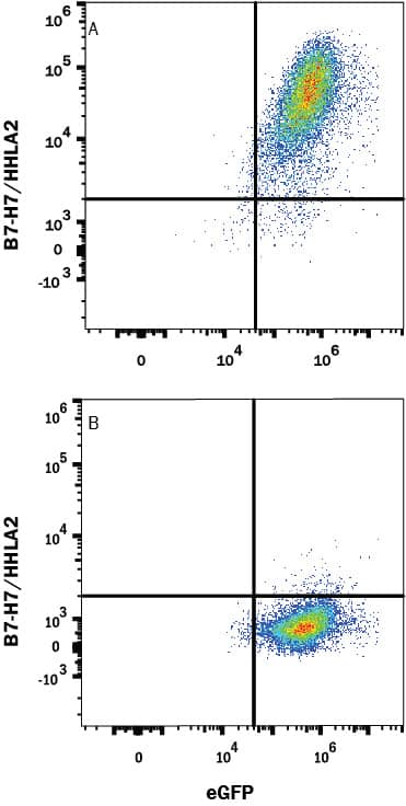 HEK293 human embryonic kidney cell line transfected with either (A) human B7-H7/HHLA2 or (B) irrelevant protein, and eGFP was stained with Mouse Anti-Human B7-H7/HHLA2 Monoclonal Antibody (Catalog # MAB80841R) followed by anti-Mouse IgG APC-conjugated secondary antibody (Catalog # F0101B). Quadrant markers were set based on control antibody staining (Catalog # MAB002). View our protocol for Staining Membrane-associated Proteins.