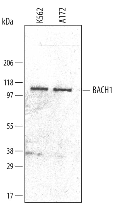 Western Blot BACH1 Antibody