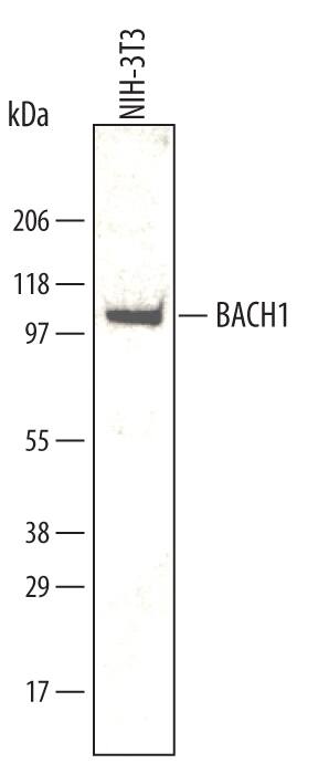 Western blot shows lysates of NIH-3T3 mouse embryonic fibroblast cell line. PVDF membrane was probed with 1 µg/mL of Mouse BACH1 Antigen Affinity-purified Polyclonal Antibody (Catalog # AF5777) followed by HRP-conjugated Anti-Goat IgG Secondary Antibody (Catalog # HAF109). A specific band was detected for BACH1 at approximately 110 kDa (as indicated). This experiment was conducted under reducing conditions and using Immunoblot Buffer Group 1.