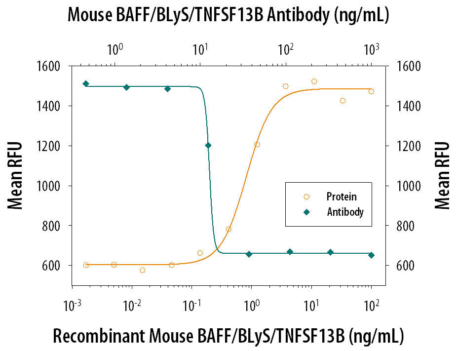 In the presence of Goat F(ab')2 Anti-mouse IgM, Recombinant Mouse BAFF/BLyS/ TNFSF13B (Catalog # 8876-BF) stimulates pro-liferation in mouse B cells in a dose-dependent manner (orange line). Under these conditions, proliferation elicited by Recombinant Goat Anti-Mouse BAFF/BLyS/TNFSF13B (3 ng/mL) is neutralized (green line) by increasing concentrations of Mouse BAFF/BLyS/TNFSF13B Antigen Affinity-purified Polyclonal Antibody (Catalog # AF2106). The ND50 is typically 0.01-0.04 µg/mL.