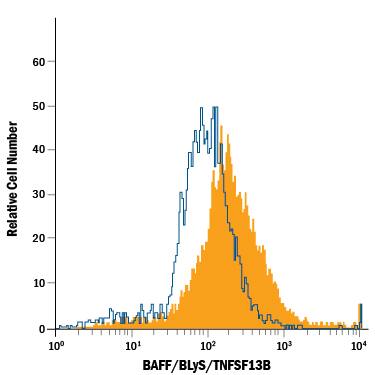 Human peripheral blood mononuclear cells (PBMCs) treated with PMA and Calcium Ionomycin (filled histogram) or resting (open histogram), were stained with Mouse Anti-Human BAFF/BLyS/TNFSF13B PE-conjugated Monoclonal Antibody (Catalog # IC1241P). To facilitate intracellular staining, cells were fixed with Flow Cytometry Fixation Buffer (FC004) and permeabilized with Flow Cytometry Permeabilization/Wash Buffer I (FC005). View our protocol for Staining Intracellular Molecules.