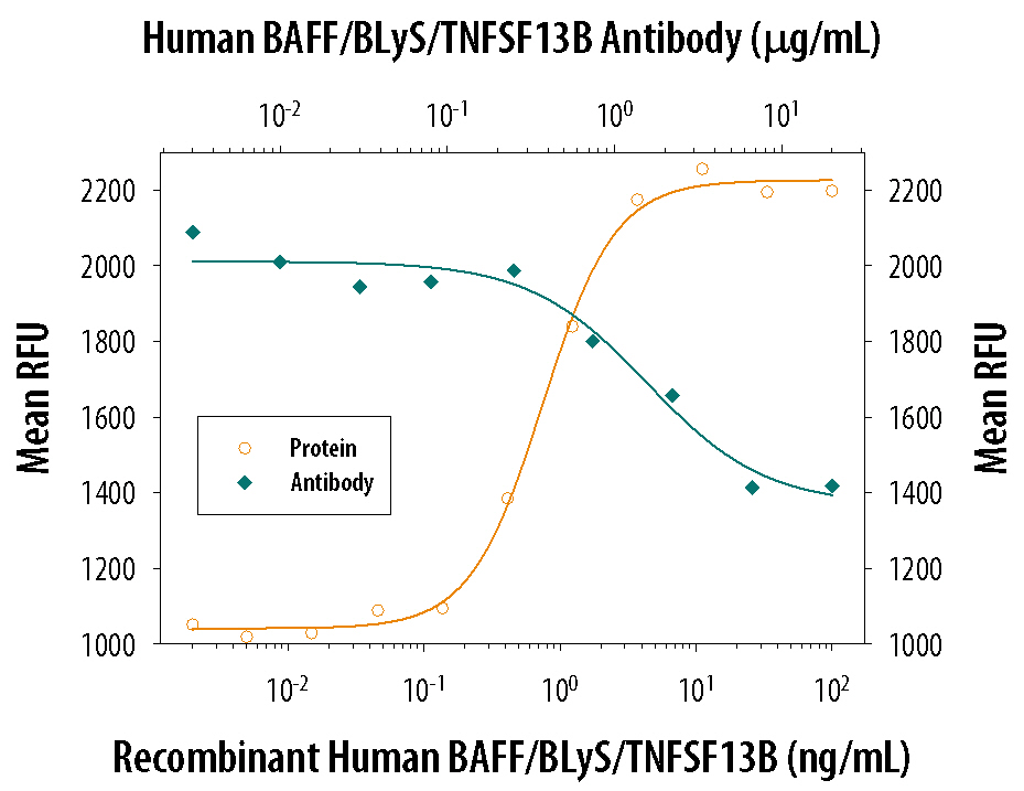 Recombinant Human BAFF/BLyS/TNFSF13B (Catalog # 2149-BF) stimulates proliferation in mouse B cells in a dose-dependent manner (orange line). Proliferation elicited by Recombinant Human BAFF/BLyS/TNFSF13B (5 ng/mL) is neutralized (green line) by increasing concentrations of Mouse Anti-Human BAFF/BLyS/TNFSF13B Monoclonal Antibody (Catalog # MAB124). At 20 µg/mL, this anti-BAFF/BLyS/TNFSF13B antibody will neutralize >60% of Recombinant Human BAFF/BLyS/TNFSF13B-induced proliferation of mouse B cells.