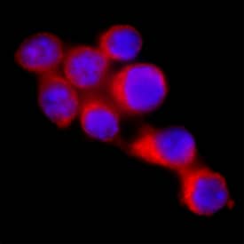 BAFF/BLyS/TNFSF13B was detected in immersion fixed RAW 264.7 mouse monocyte/macrophage cell line using Rat Anti-Mouse BAFF/BLyS/TNFSF13B Monoclonal Antibody (Catalog # MAB13571) at 8 µg/mL for 3 hours at room temperature. Cells were stained using the NorthernLights™ 557-conjugated Anti-Rat IgG Secondary Antibody (red; Catalog # NL013) and counterstained with DAPI (blue). Specific staining was localized to cytoplasm. View our protocol for Fluorescent ICC Staining of Non-adherent Cells.