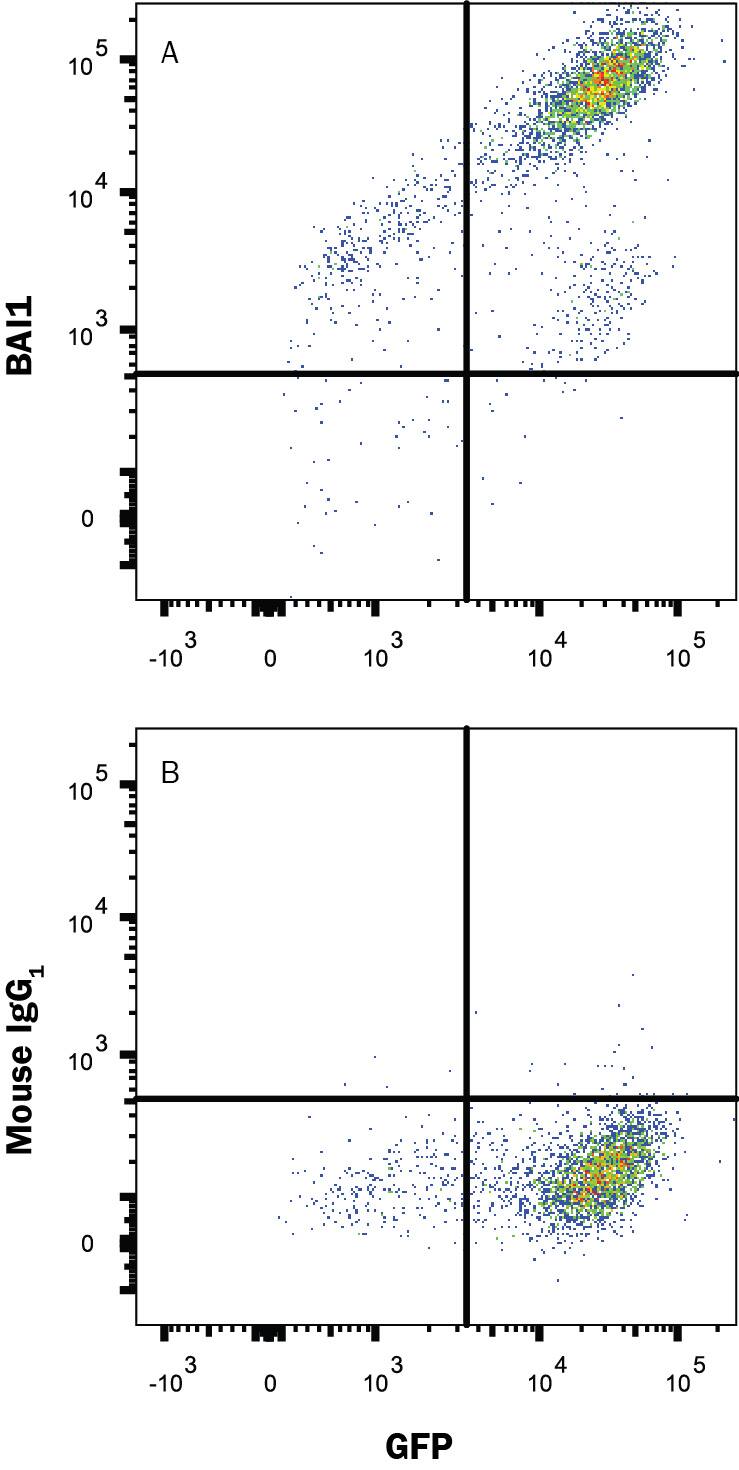 HEK293 human embryonic kidney cell line transfected with human BAI1 and eGFP was stained with (A) Mouse Anti-Human BAI1 Monoclonal Antibody (Catalog # MAB49691) or (B) Mouse IgG1 isotype control antibody (Catalog # MAB002) followed by Allophycocyanin-conjugated Anti-Mouse IgG Secondary Antibody (Catalog # F0101B). View our protocol for Staining Membrane-associated Proteins.