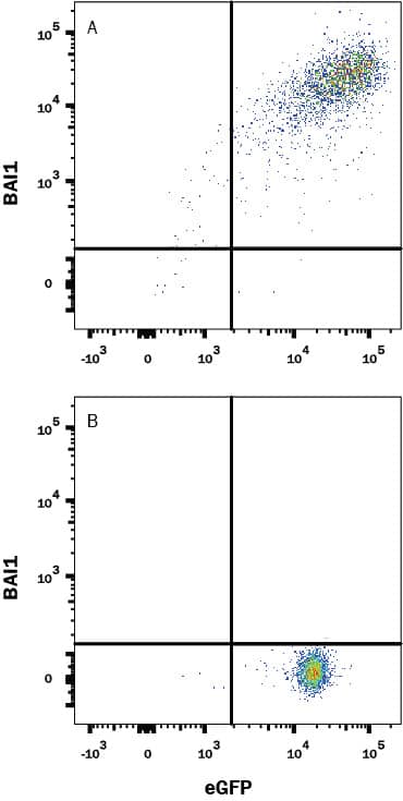 HEK293 human embryonic kidney cell line transfected with (A) human BAI1 or (B) irrelevant protein and eGFP was stained with Mouse Anti-Human BAI1 Monoclonal Antibody (Catalog # MAB49692) followed by APC-conjugated Anti-Mouse IgG Secondary Antibody (Catalog # F0101B). Quadrant markers were set based on control antibody staining (Catalog # MAB003). View our protocol for Staining Membrane-associated Proteins.