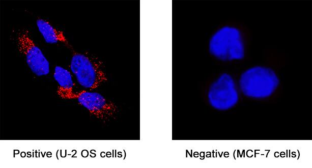 BAI1 was detected in immersion fixed U2OS human osteosarcoma cell line (positive stain) and MCF-7 human breast cancer cell line (negative stain) using Mouse Anti-Human BAI1 Monoclonal Antibody (Catalog # MAB49692) at 8 µg/mL for 3 hours at room temperature. Cells were stained using the NorthernLights™ 557-conjugated Anti-Mouse IgG Secondary Antibody (red; Catalog # NL007) and counterstained with DAPI (blue). Specific staining was localized to cytoplasm. View our protocol for Fluorescent ICC Staining of Cells on Coverslips.