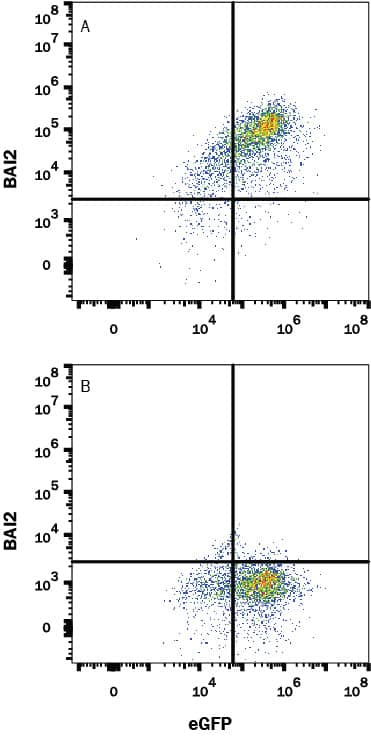 Flow Cytometry BAI2 Antibody (2528B) [Unconjugated]