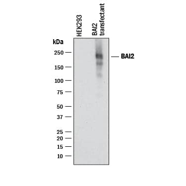 Western Blot BAI2 Antibody (2528B) [Unconjugated]