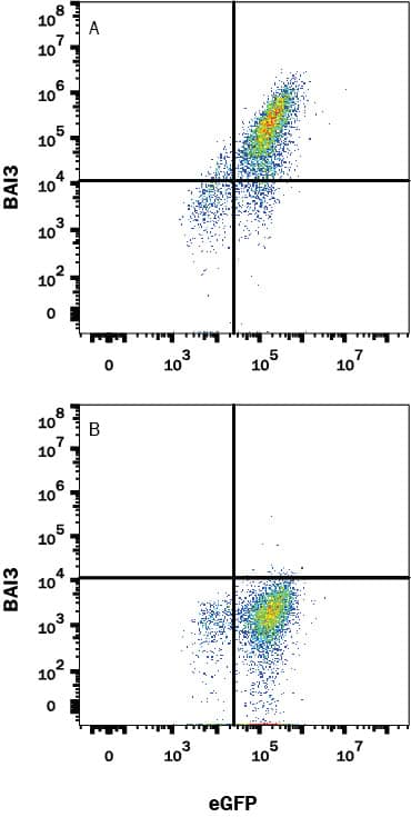 HEK293 human embryonic kidney cell line transfected with either (A) human BAI3 or (B) irrelevant transfectants and eGFP was stained with Mouse Anti-Human BAI3 Monoclonal Antibody (Catalog # MAB3965) followed by Allophycocyanin-conjugated Anti-Mouse IgG Secondary Antibody (Catalog # F0101B). Quadrant markers were set based on control antibody staining (Catalog # MAB002). View our protocol for Staining Membrane-associated Proteins.