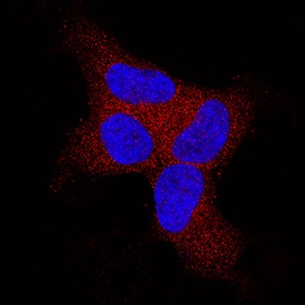 Immunocytochemistry BAK Antibody [Unconjugated]