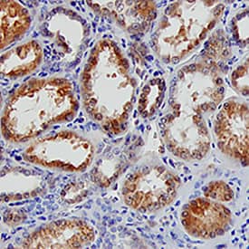Immunohistochemistry BAMBI/NMA Antibody [Unconjugated]
