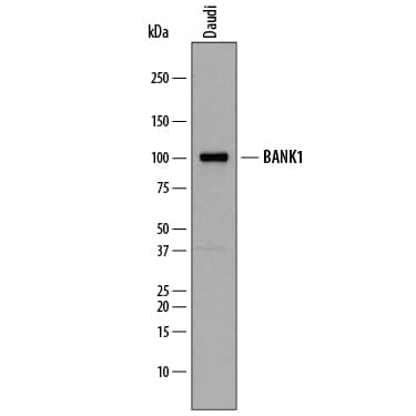 Western Blot BANK1 Antibody