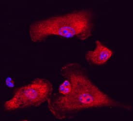 Immunocytochemistry BAT3/BAG6 Antibody
