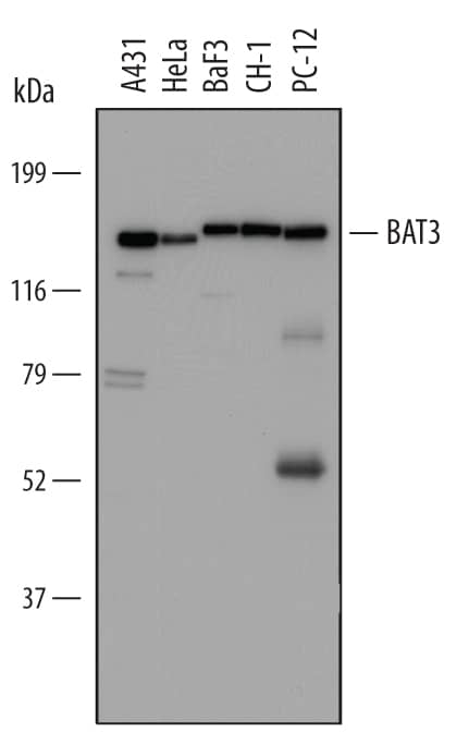 Western Blot BAT3/BAG6 Antibody