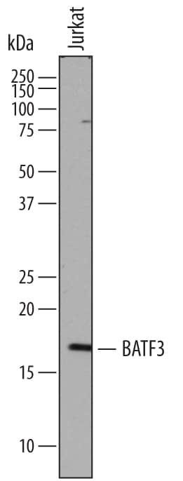Western blot shows lysates of Jurkat human acute T cell leukemia cell line. PVDF membrane was probed with 1 µg/mL of Sheep Anti-Human BATF3 Antigen Affinity-purified Polyclonal Antibody (Catalog # AF7437) followed by HRP-conjugated Anti-Sheep IgG Secondary Antibody (Catalog # HAF016). A specific band was detected for BATF3 at approximately 17 kDa (as indicated). This experiment was conducted under reducing conditions and using Immunoblot Buffer Group 1.