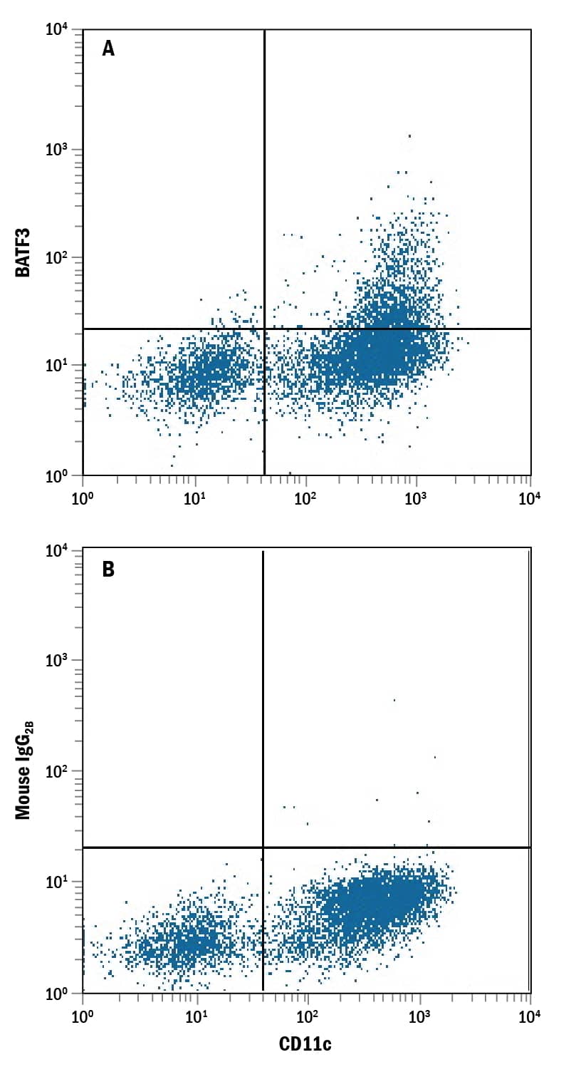 Human peripheral blood mononuclear cell (PBMC) monocytes were stained with Mouse Anti-Human CD11c PE-conjugated Monoclonal Antibody (FAB1777P) and either (A) Mouse Anti-Human BATF3 Monoclonal Antibody (Catalog # MAB7437) or (B) Mouse IgG2BFlow Cytometry Isotype Control (MAB0041) followed by Allophycocyanin-conjugated Anti-Mouse IgG Secondary Antibody (F0101B). To facilitate intracellular staining, cells were fixed with Flow Cytometry Fixation Buffer (FC004) and permeabilized with Flow Cytometry Permeabilization/Wash Buffer I (FC005). View our protocol for Staining Intracellular Molecules.