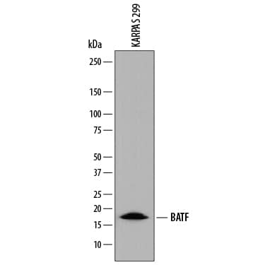 Western Blot BATF Antibody (687706) [Unconjugated]