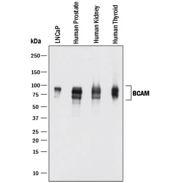 Western blot shows lysates of LNCaP human prostate cancer cell line, human prostate tissue, human kidney tissue, and human thyroid tissue. PVDF membrane was probed with 1 µg/mL of Goat Anti-Human BCAM Antigen Affinity-purified Polyclonal Antibody (Catalog # AF148) followed by HRP-conjugated Anti-Goat IgG Secondary Antibody (Catalog # HAF017). Specific bands were detected for BCAM at approximately 70-90 kDa (as indicated). This experiment was conducted under reducing conditions and using Immunoblot Buffer Group 1.