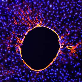 BCAM was detected in perfusion fixed frozen sections of mouse liver using Goat Anti-Mouse/Rat BCAM Antigen Affinity-purified Polyclonal Antibody (Catalog # AF8299) at 1.7 µg/mL overnight at 4 °C. Tissue was stained using the NorthernLights™ 557-conjugated Anti-Goat IgG Secondary Antibody (red; Catalog # NL001) and counterstained with DAPI (blue). Specific staining was localized to endothelial cells. View our protocol for Fluorescent IHC Staining of Frozen Tissue Sections.