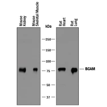 Western blot shows lysates of mouse kidney tissue, mouse skeletal muscle tissue, rat heart tissue, and rat lung tissue. PVDF membrane was probed with 0.5 µg/mL of Goat Anti-Mouse/Rat BCAM Antigen Affinity-purified Polyclonal Antibody (Catalog # AF8299) followed by HRP-conjugated Anti-Goat IgG Secondary Antibody (Catalog # HAF017). A specific band was detected for BCAM at approximately 80 kDa (as indicated). This experiment was conducted under reducing conditions and using Immunoblot Buffer Group 1.