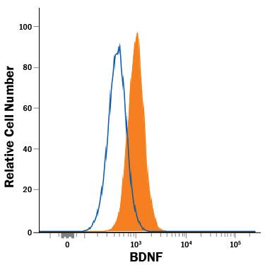 U-87 MG human glioblastoma/astrocytoma cell line was stained with Mouse Anti-Human BDNF PE-conjugated Monoclonal Antibody (Catalog # IC2481P, filled histogram) or isotype control antibody (Catalog # IC002P, open histogram). To facilitate intracellular staining, cells were fixed and permeabilized with FlowX FoxP3 Fixation & Permeabilization Buffer Kit (Catalog # FC012). View our protocol for Staining Intracellular Molecules.