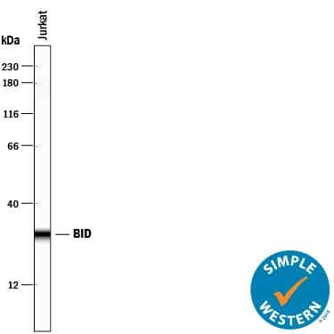 Simple Western BID Antibody [Unconjugated]