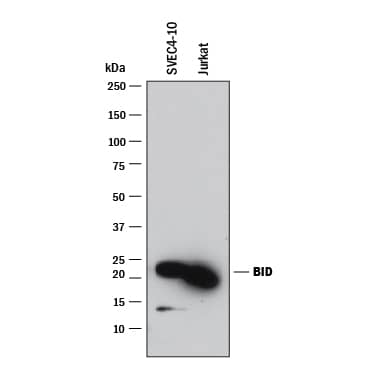 <b>Biological Strategies Validation. </b>Western blot shows lysates of SVEC4-10 mouse vascular endothelial cell line and Jurkat human acute T cell leukemia cell line. PVDF membrane was probed with 1 µg/mL of Rat Anti-Human/Mouse BID Monoclonal Antibody (Catalog # MAB860) followed by HRP-conjugated Anti-Rat IgG Secondary Antibody (Catalog # HAF005). A specific band was detected for BID at approximately 20 kDa (as indicated). This experiment was conducted under reducing conditions and using Immunoblot Buffer Group 1.