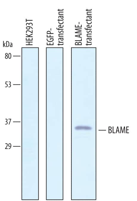 Western Blot BLAME/SLAMF8 Antibody