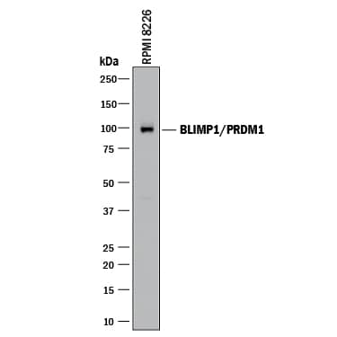Western blot shows lysates of RPMI 8226 human multiple myeloma cell line. PVDF membrane was probed with 1 µg/mL of Goat Anti-Human/Mouse BLIMP1/PRDM1 Antigen Affinity-purified Polyclonal Antibody (Catalog # AF3608) followed by HRP-conjugated Anti-Goat IgG Secondary Antibody (Catalog # HAF017). A specific band was detected for BLIMP1/PRDM1 at approximately 95 kDa (as indicated). This experiment was conducted under reducing conditions and using Immunoblot Buffer Group 1.