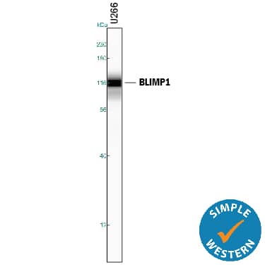 Simple Western lane view shows lysates of U266 human myeloma cell line, loaded at 0.2 mg/mL. A specific band was detected for BLIMP1/PRDM1 at approximately 114 kDa (as indicated) using 10 µg/mL of Mouse Anti-Human BLIMP1/PRDM1 Monoclonal Antibody (Catalog # MAB36081). This experiment was conducted under reducing conditions and using the 12-230 kDa separation system.