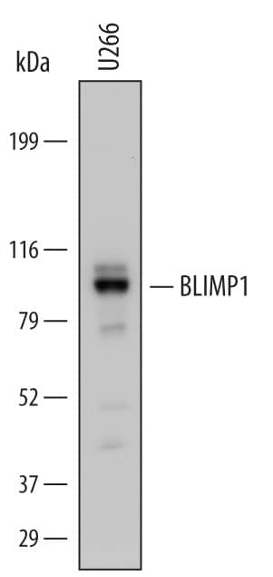 Western blot shows lysates of U266 human myeloma cell line. PVDF Membrane was probed with 1 µg/mL of Mouse Anti-Human BLIMP1/PRDM1 Monoclonal Antibody (Catalog # MAB36081) followed by HRP-conjugated Anti-Mouse IgG Secondary Antibody (HAF007). A specific band was detected for BLIMP1/PRDM1 at approximately 91 kDa (as indicated). This experiment was conducted under reducing conditions and using Immunoblot Buffer Group 1.