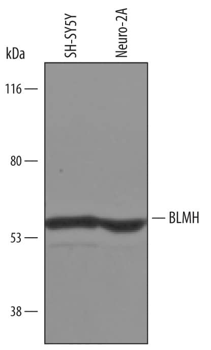 Western blot shows lysates of SH-SY5Y human neuroblastoma cell line and Neuro-2A mouse neuroblastoma cell line. PVDF Membrane was probed with 1 µg/mL of Human BLMH Antigen Affinity-purified Polyclonal Antibody (Catalog # AF6200) followed by HRP-conjugated Anti-Sheep IgG Secondary Antibody (Catalog # HAF016). A specific band was detected for BLMH at approximately 53 kDa (as indicated). This experiment was conducted under reducing conditions and using Immunoblot Buffer Group 8.