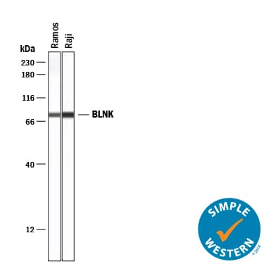 Simple Western lane view shows lysates of Ramos human Burkitt's lymphoma cell line and Raji human Burkitt's lymphoma cell line, loaded at 0.2 mg/mL. A specific band was detected for BLNK at approximately 81 kDa (as indicated) using 10 µg/mL of Goat Anti-Human BLNK Antigen Affinity-purified Polyclonal Antibody (Catalog # AF4966) followed by 1:50 dilution of HRP-conjugated Anti-Goat IgG Secondary Antibody (Catalog # HAF109). This experiment was conducted under reducing conditions and using the 12-230 kDa separation system.