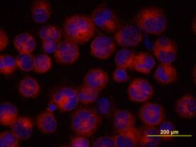 BMI-1 was detected in immersion fixed K562 human chronic myelogenous leukemia cell line using 10 µg/mL Goat Anti-Human BMI-1 Antigen Affinity-purified Polyclonal Antibody (Catalog # AF3334) for 3 hours at room temperature. Cells were stained with the NorthernLights™ 557-conjugated Anti-Goat IgG Secondary Antibody (red; Catalog # NL001) and counterstained with DAPI (blue). View our protocol for Fluorescent ICC Staining of Cells on Coverslips.