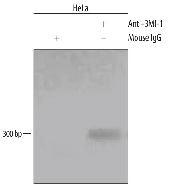 HeLa human cervical epithelial carcinoma cell line was fixed using formaldehyde, resuspended in lysis buffer, and sonicated to shear chromatin. BMI-1/DNA complexes were immunoprecipitated using 5 µg Mouse Anti-Human BMI-1 Monoclonal Antibody (Catalog # MAB33341) or control antibody (Catalog # MAB003) for 15 minutes in an ultrasonic bath, followed by Biotinylated Anti-Mouse IgG Secondary Antibody (Catalog # BAF007). Immunocomplexes were captured using 50 µL of MagCellect Streptavidin Ferrofluid (Catalog # MAG999) and DNA was purified using chelating resin solution. Thehoxc13promoter was detected by standard PCR.